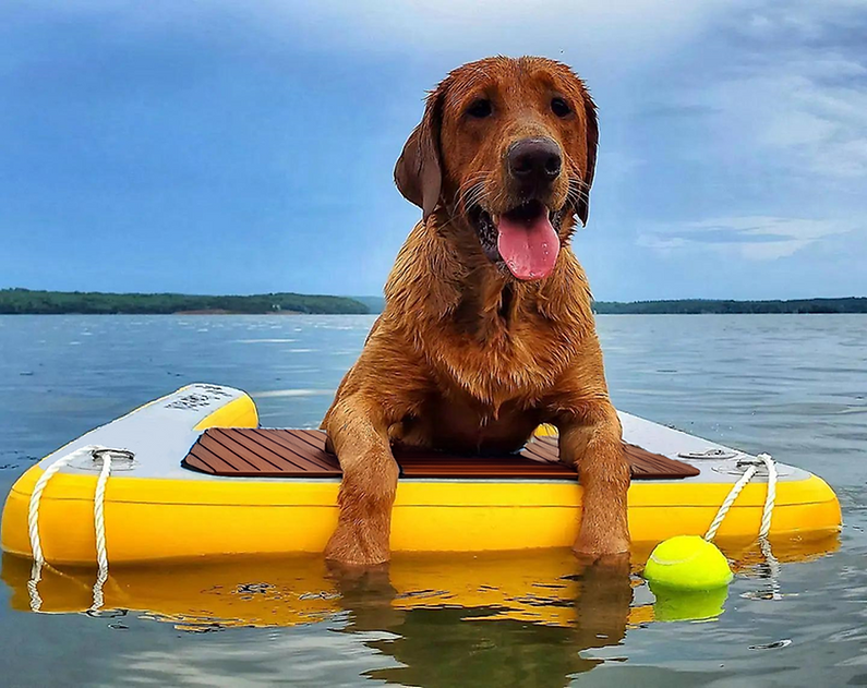 DOG RAMP – NAPIHLJIVA RAMPA ZA PSE - MAJHNA