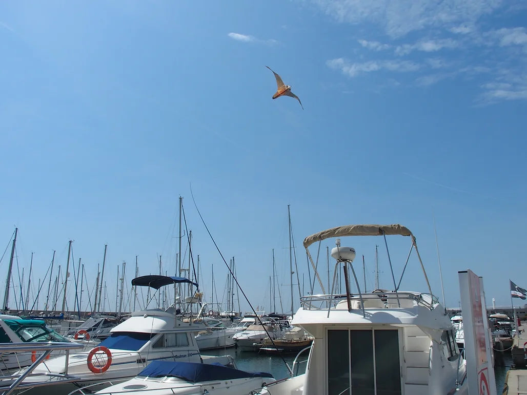 STOPGULL FALCON – UČINKOVIT ODGANJALNIK PTIC ZA JADRNICE IN GLISARJE