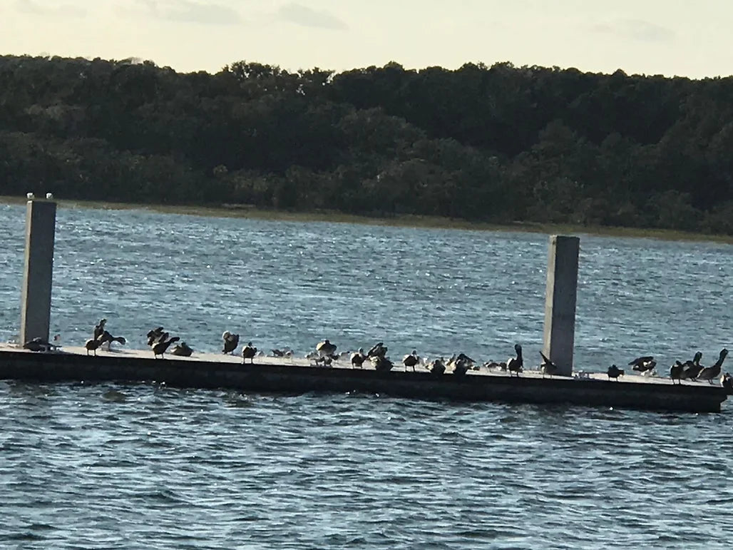 STOPGULL FALCON – UČINKOVIT ODGANJALNIK PTIC ZA JADRNICE IN GLISARJE